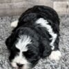 Layla - Image 3