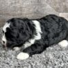 Layla - Image 5