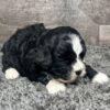 Layla - Image 4