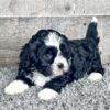 Layla - Image 2