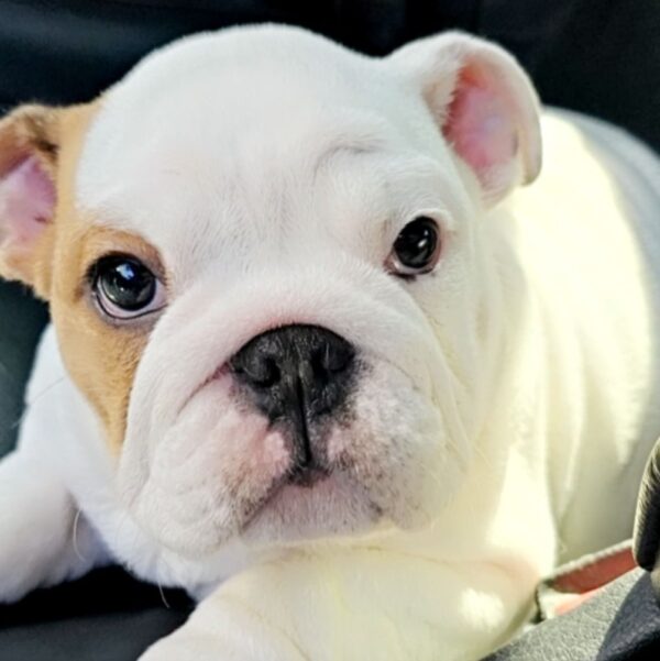 Snickerdoodle