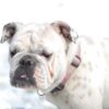 Bitsy Doodle - Image 3