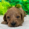 Lucy Green Boy - Image 2