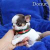 Donut - Image 2