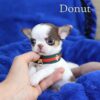 Donut - Image 4