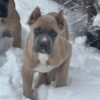 Chance - Image 2