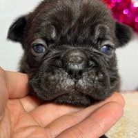 Margot