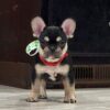 crumpet - Image 2