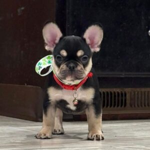 crumpet