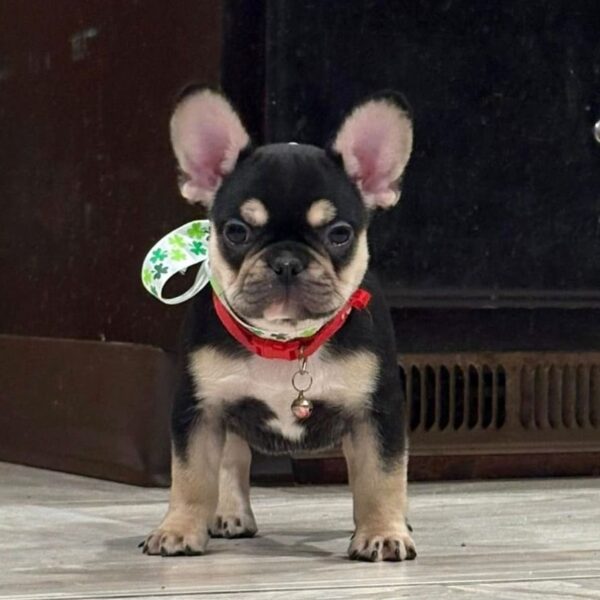 crumpet