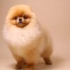 FCI ROXY - Image 4
