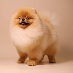 FCI ROXY