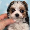 Tiny Tate - Image 3