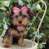 Missy - Image 8