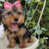Missy - Image 9