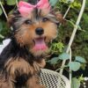 Missy - Image 6