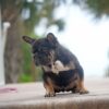 Fluffy Isabella - Image 3
