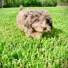 Pixie - Image 3