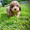 Pixie - Image 2