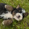 Maddy - Image 6