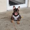 Henry - Image 4