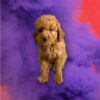 Percival - Image 2