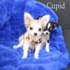 Cupid - Image 6