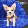 Cupid - Image 5