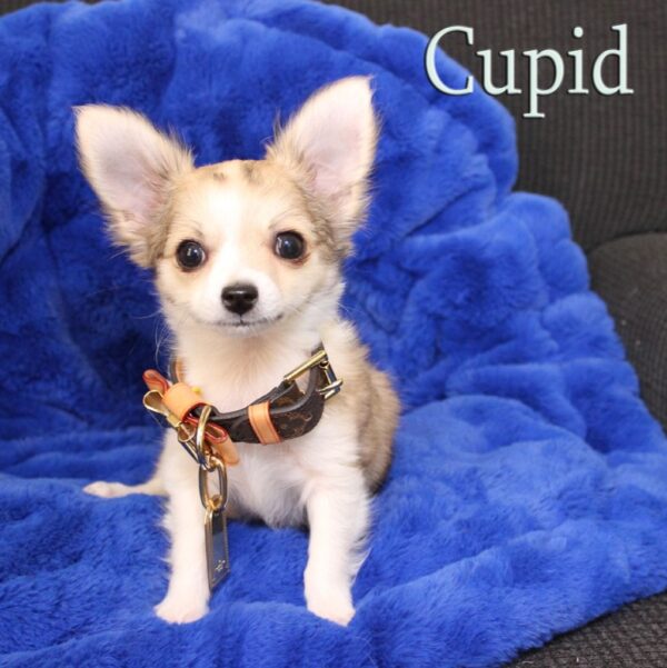 Cupid