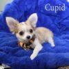 Cupid - Image 8