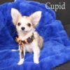 Cupid - Image 7