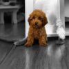 Percival - Image 3