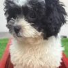 Lucy - Image 3