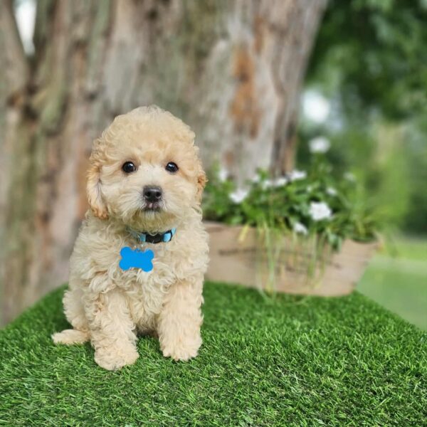 Tatum