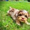 Yodie - Image 4